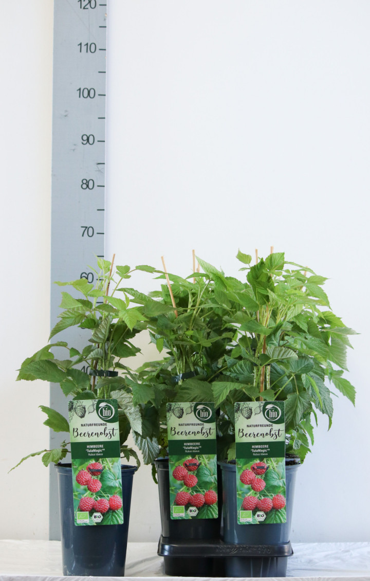 Paprastoji avietė (Lot Rubus id.) 'TulaMagic' C3/P19 40-50 CM | AVIETĖS | VAISMEDŽIAI - VAISKRŪMIAI