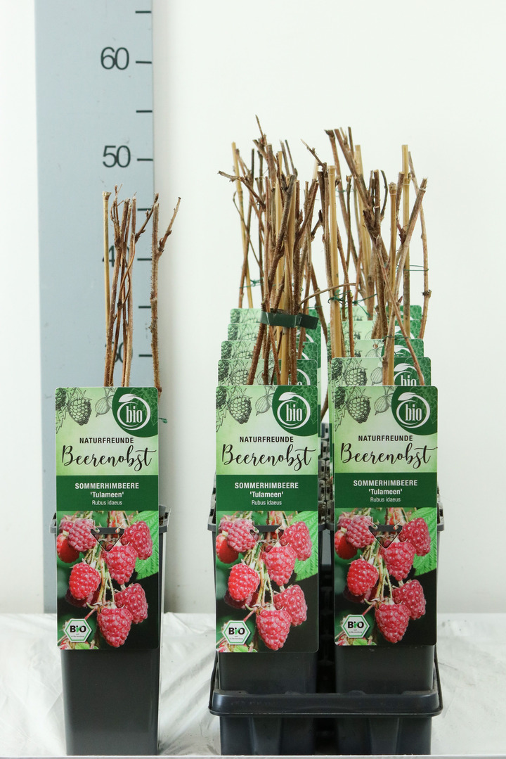 Avietė remontantinė (Lot Rubus idaeus) 'Tulameen' C2/P17 30-35 CM | AVIETĖS | VAISMEDŽIAI - VAISKRŪMIAI