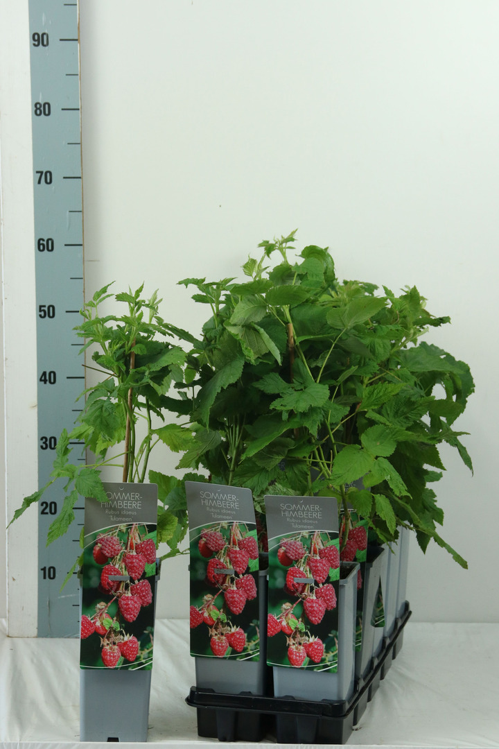 Avietė remontantinė (Lot Rubus idaeus) 'Tulameen' C2/P17 30-40 CM | AVIETĖS | VAISMEDŽIAI - VAISKRŪMIAI