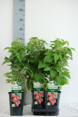 Avietė remontantinė (Lot Rubus idaeus) 'Tulameen' C3/P19 40-50 CM - nuotrauka 2