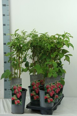 Avietė remontantinė (Lot Rubus idaeus) 'Tulameen' C3/P19 40-60 CM | AVIETĖS | VAISMEDŽIAI - VAISKRŪMIAI