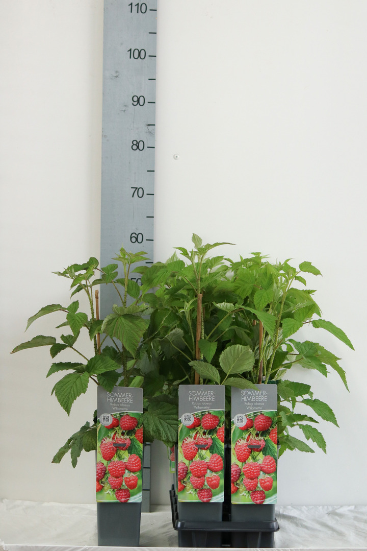 Avietė remontantinė (Lot Rubus idaeus) 'Willamette' C2/P17 30-40 CM | AVIETĖS | VAISMEDŽIAI - VAISKRŪMIAI
