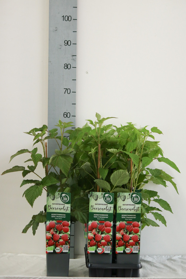 Avietė remontantinė (Lot Rubus idaeus) 'Zefa Herbsternte' C2/P17 30-35 CM | AVIETĖS | VAISMEDŽIAI - VAISKRŪMIAI