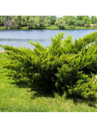 Kadagys Kazokinis (Lot Juniperus Sabina) ‘Tamariscifolia C7.