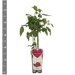 Avietė remontantinė (Lot Rubus idaeus) 'Zefa Herbsternte' C2/P17 BUSH - nuotrauka 2