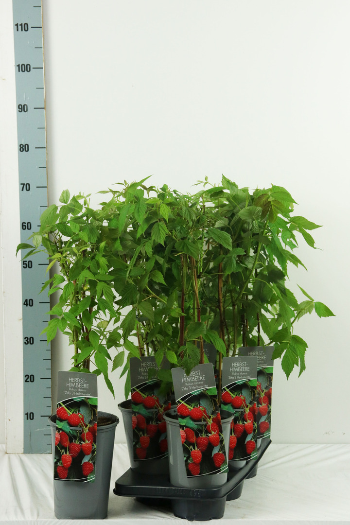 Avietė remontantinė (Lot Rubus idaeus) 'Zefa Herbsternte' C3/P19 40-60 CM | AVIETĖS | VAISMEDŽIAI - VAISKRŪMIAI