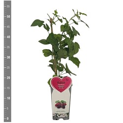 Avietės - gervuogės hibridas (Lot Rubus log.) 'Logan' C2/P17 BUSH