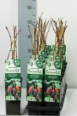 Gervuogė (Lot Rubus) 'Medena Tayberry' C2/P17 30-35 CM - nuotrauka 1