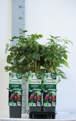 Gervuogė (Lot Rubus) 'Medena Tayberry' C2/P17 30-35 CM - nuotrauka 2