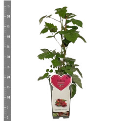 Raudondyglė avietė (Lot Rubus phoenicolasius)  C2/P17 BUSH - nuotrauka 2