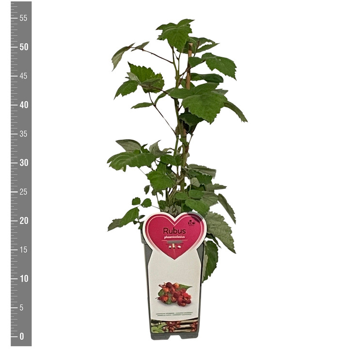 Raudondyglė avietė (Lot Rubus phoenicolasius)  C2/P17 BUSH