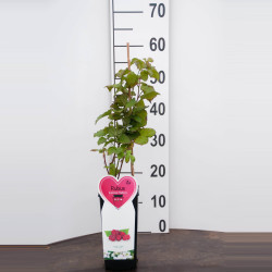 Gervuogė (Lot Rubus) 'Tayberry' C2/P17 COLOUR POT | GERVUOGĖS | VAISMEDŽIAI - VAISKRŪMIAI