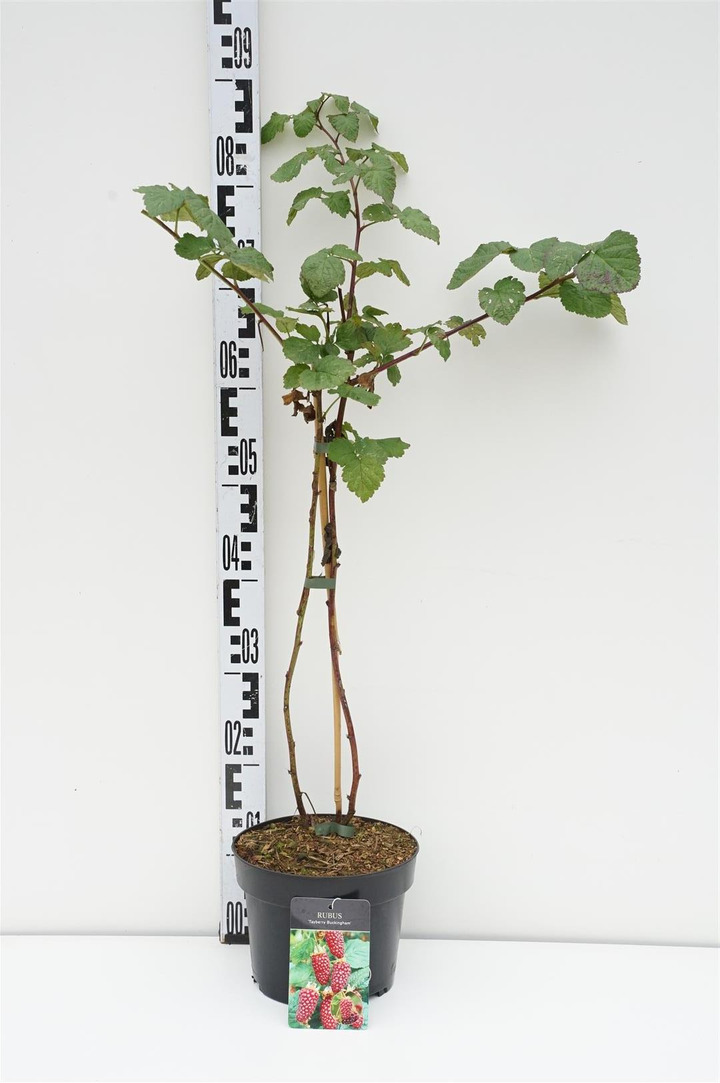 Gervuogė (Lot Rubus) 'Tayberry Buckingham' C3/P19 40-50 CM | GERVUOGĖS | VAISMEDŽIAI - VAISKRŪMIAI