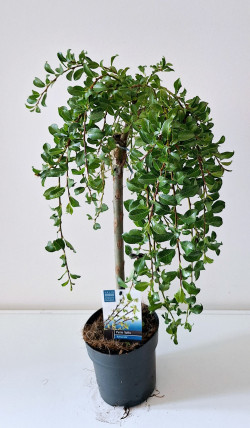 Gluosnis kalninis (Lot Salix arbuscula)  C1,5/P14 STIEBAS 40 CM