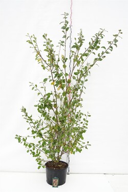 Gluosnis paprastasis (Lot Salix caprea) C35 200-250 CM