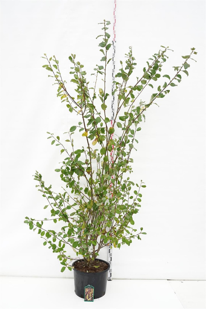 Gluosnis paprastasis (Lot Salix caprea) C35 200-250 CM