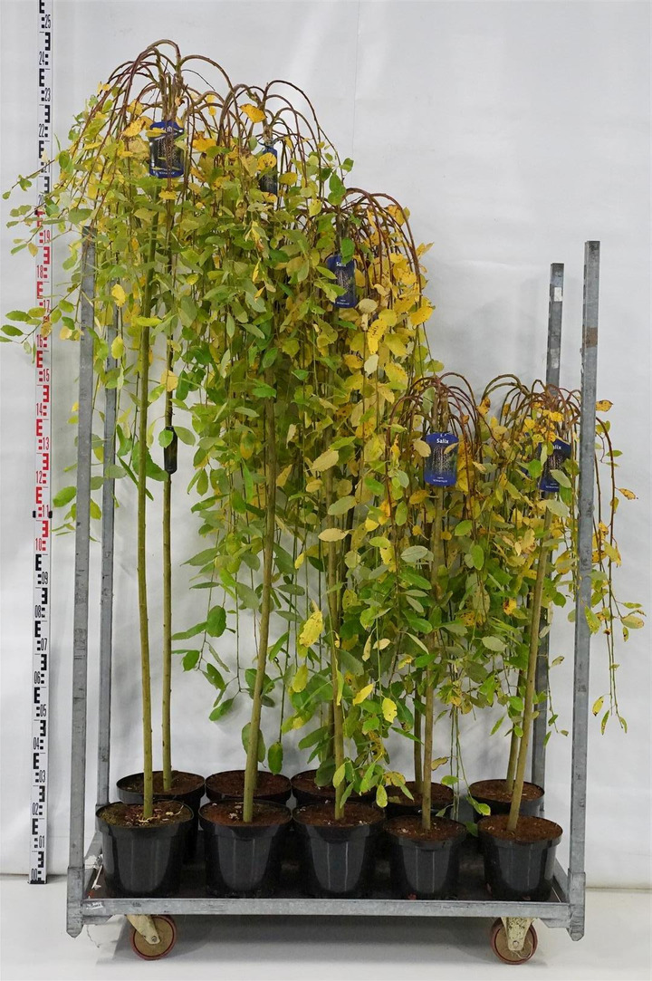 Gluosnis paprastasis (Lot Salix caprea) 'Kilmarnock' MIX CC STEMS 1x12 100 CM Stem, 1x5 150 CM Stem & 1x5 180 CM Stem