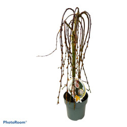 Gluosnis paprastasis (Lot Salix caprea) 'Kilmarnock' C1,5/P15 STIEBAS 30 CM