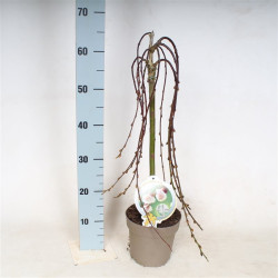 Gluosnis paprastasis (Lot Salix caprea) 'Kilmarnock' C2/P17 STIEBAS 40 CM - nuotrauka 1