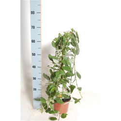 Gluosnis paprastasis (Lot Salix caprea) 'Kilmarnock' C2/P17 STIEBAS 40 CM - nuotrauka 2