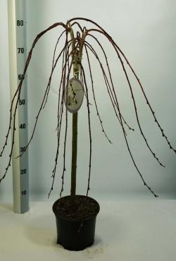 Gluosnis paprastasis (Lot Salix caprea) 'Kilmarnock' C2/P18 KOTAS 60 CM | GLUOSNIAI | MEDŽIAI