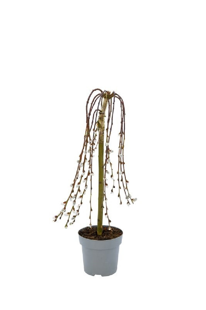 Gluosnis paprastasis (Lot Salix caprea) 'Kilmarnock' C3/P19 STIEBAS 60 CM