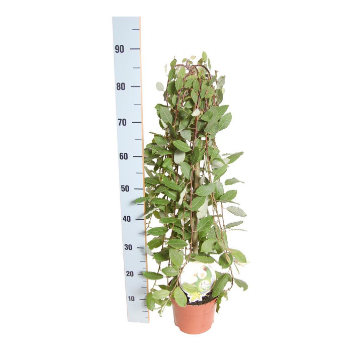 Gluosnis paprastasis (Lot Salix caprea) 'Kilmarnock' C3/P19 STIEBAS 60 CM