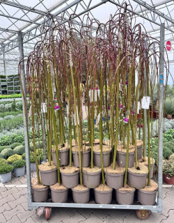 Gluosnis paprastasis (Lot Salix caprea) 'Kilmarnock' C5/P23 STIEBAS 120 CM - nuotrauka 1
