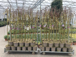 Gluosnis paprastasis (Lot Salix caprea) 'Kilmarnock' C5/P23 STIEBAS 120 CM - nuotrauka 2
