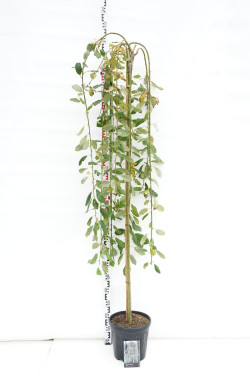 Gluosnis paprastasis (Lot Salix caprea) 'Kilmarnock' C15 KOTAS 180 CM KOTO APIMTIS 6-8 CM | GLUOSNIAI | MEDŽIAI