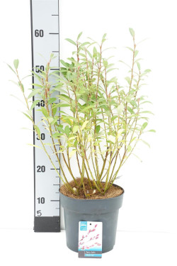 Gluosnis chaenomeloides (Lot Salix chaen.) 'Mount Aso' C3/P19 BUSH