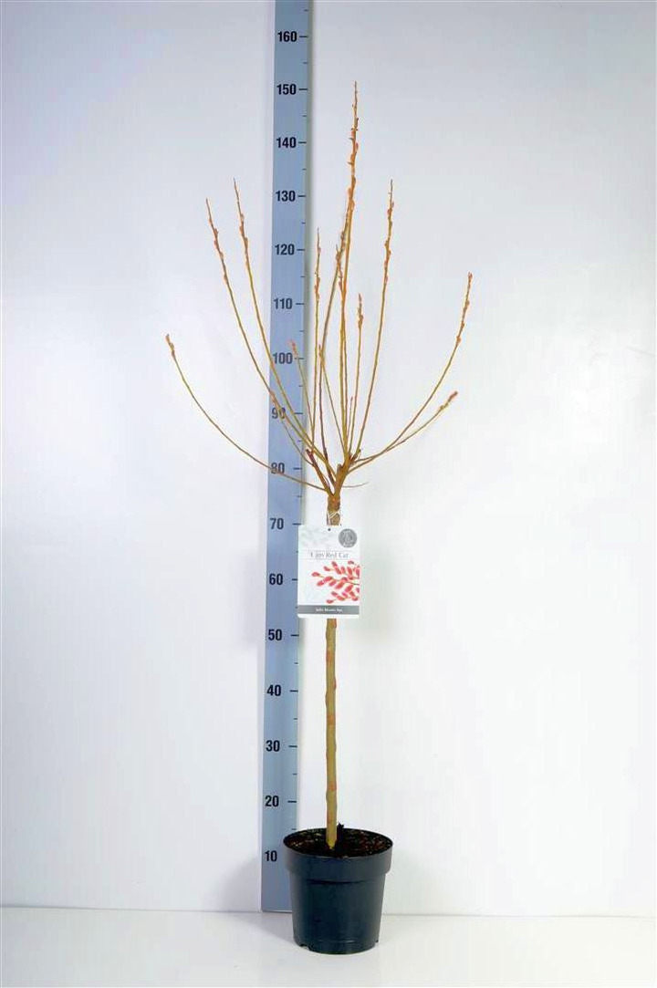 Gluosnis chaenomeloides (Lot Salix chaen.) 'Mount Aso' C3/P19 STIEBAS 60 CM