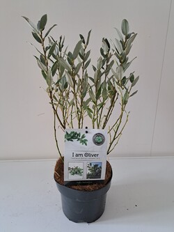 Karklas šveicarinis (Lot Salix helvetica)  C2/P17 BUSH