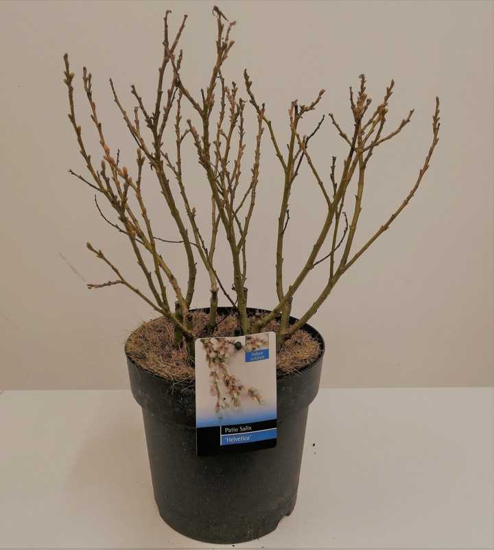 Karklas šveicarinis (Lot Salix helvetica)  C3/P19 BUSH