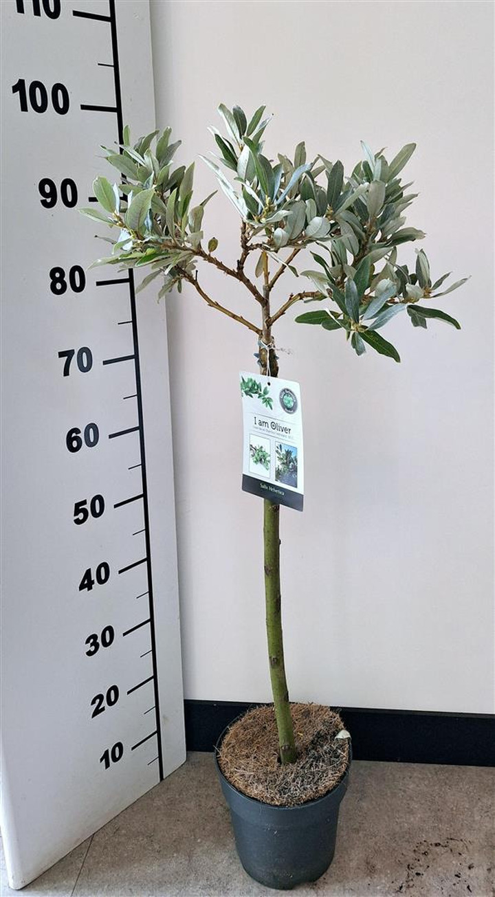 Karklas šveicarinis (Lot Salix helvetica)  C3/P19 STIEBAS 60 CM