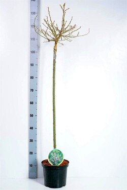 Karklas šveicarinis (Lot Salix helvetica)  C4/P21 STIEBAS 80 CM 2YR