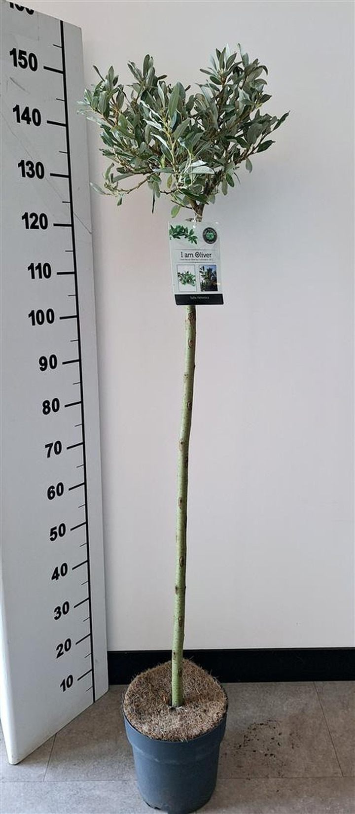 Karklas šveicarinis (Lot Salix helvetica)  C5/P23 STIEBAS 100 CM