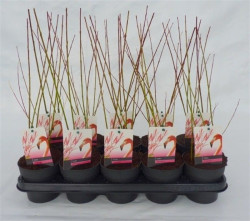 Gluosnis sveikalapis (Lot Salix integra) 'Flamingo' P12 - nuotrauka 1