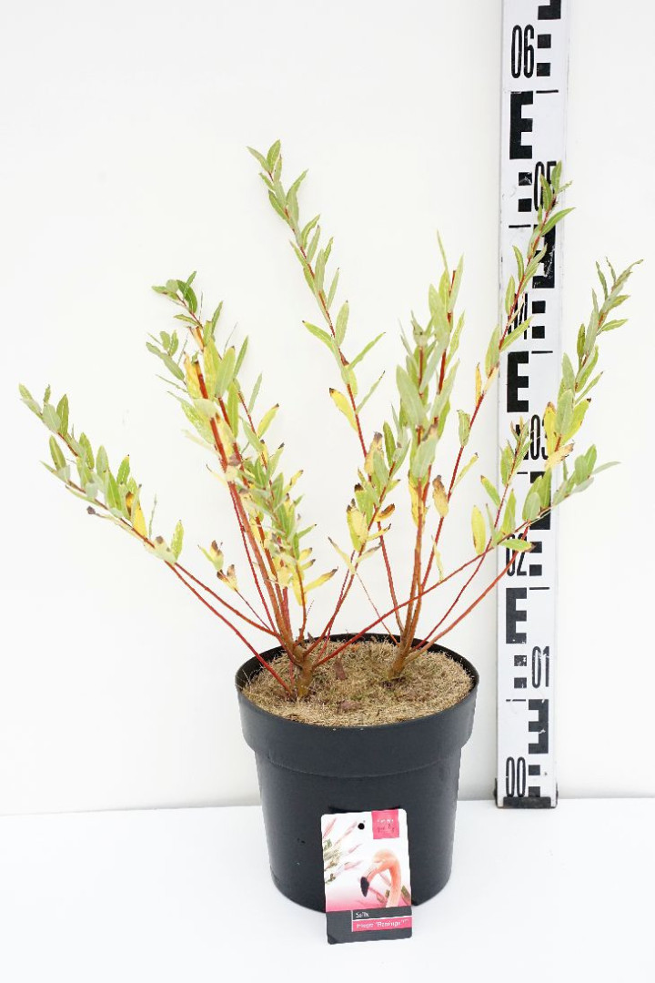 Gluosnis sveikalapis (Lot Salix integra) 'Flamingo' C3/P19 BUSH