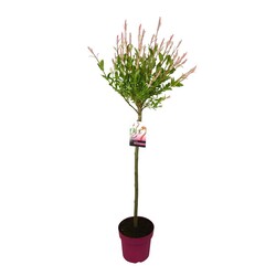Gluosnis sveikalapis (Lot Salix integra) 'Flamingo' C3/P19 STIEBAS 60 CM