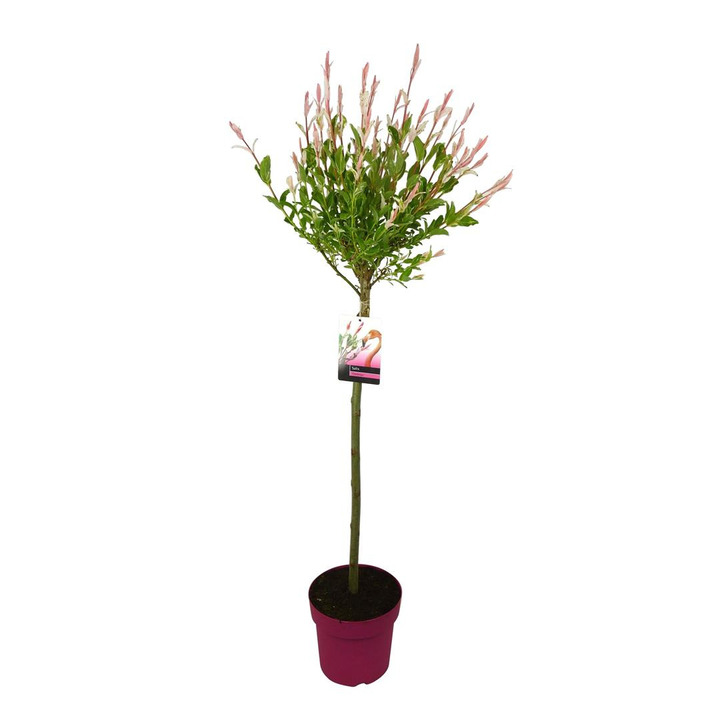 Gluosnis sveikalapis (Lot Salix integra) 'Flamingo' C3/P19 STIEBAS 60 CM