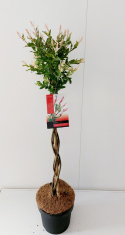 Gluosnis sveikalapis (Lot Salix integra) 'Flamingo' C4/P21 STIEBAS 70 CM