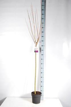 Gluosnis sveikalapis (Lot Salix integra) 'Flamingo' C4/P21 STIEBAS 80 CM
