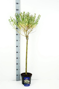 Gluosnis sveikalapis (Lot Salix integra) 'Hakuro-nishiki' C3/P19 STIEBAS 60 CM - nuotrauka 1