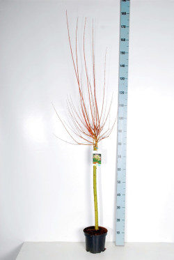 Gluosnis sveikalapis (Lot Salix integra) 'Hakuro-nishiki' C3/P19 STIEBAS 60 CM - nuotrauka 2