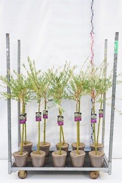 Gluosnis sveikalapis (Lot Salix integra) 'Hakuro-nishiki'  C4/P21 STIEBAS 60 CM