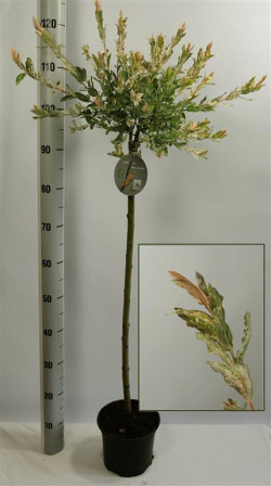 Gluosnis sveikalapis (Lot Salix integra) 'Hakuro-nishiki' C3/P19 STIEBAS 80 CM - nuotrauka 1