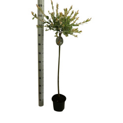 Gluosnis sveikalapis (Lot Salix integra) 'Hakuro-nishiki' C3/P19 STIEBAS 80 CM - nuotrauka 2