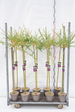 Gluosnis sveikalapis (Lot Salix integra) 'Hakuro-nishiki' 90 CM STEM C4/P21