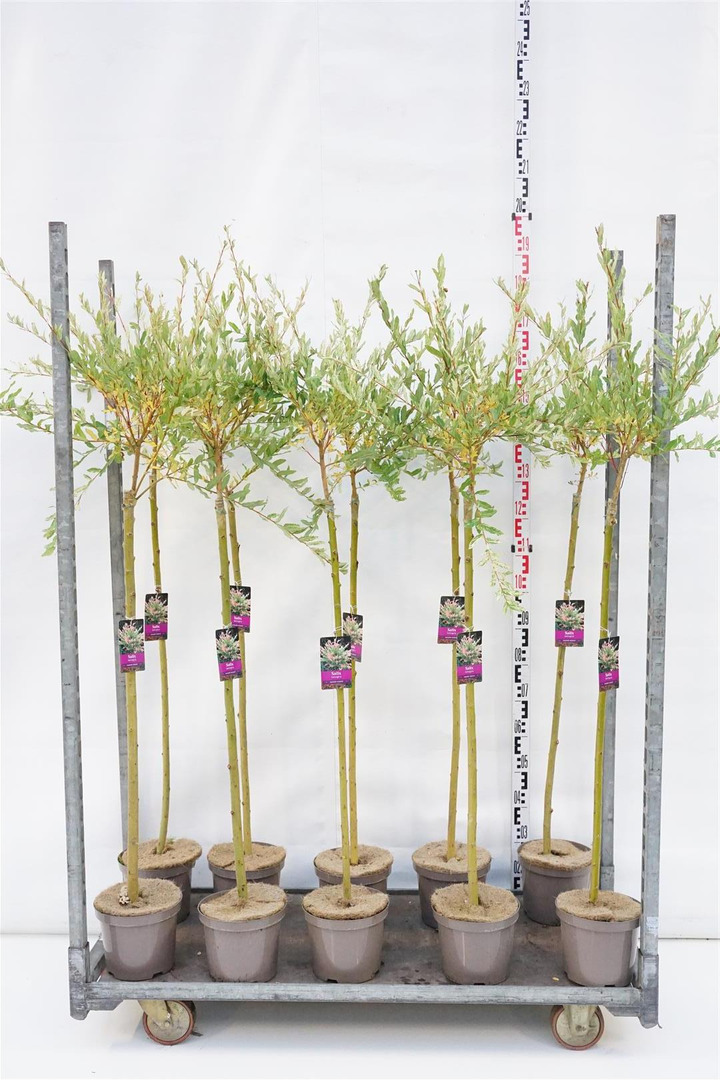 Gluosnis sveikalapis (Lot Salix integra) 'Hakuro-nishiki' 90 CM STEM C4/P21